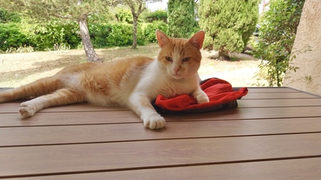 Adopter Martin