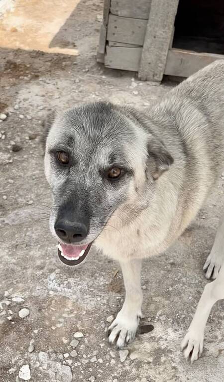 Adopter Frankie