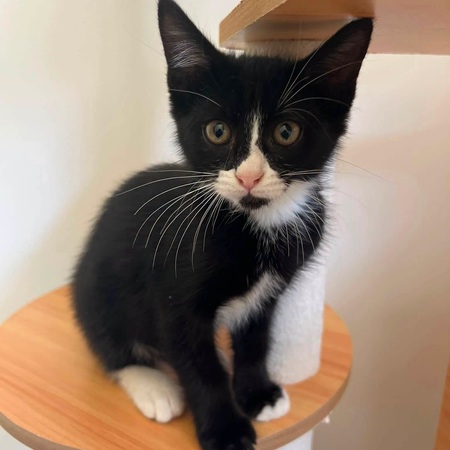 Adopter NOUCHKA