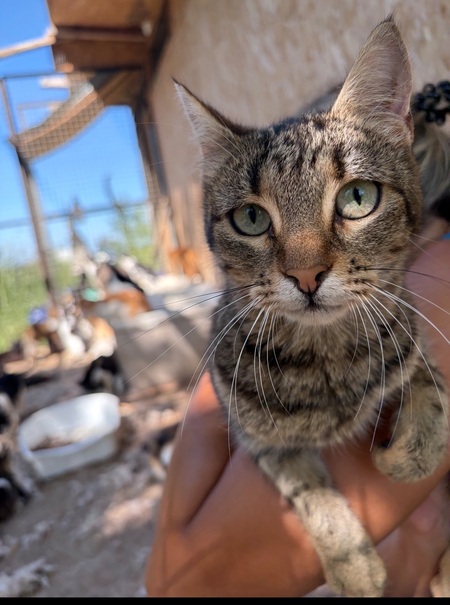 Adopter Rose