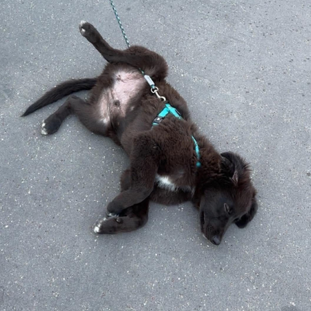 Adopter OLIVER