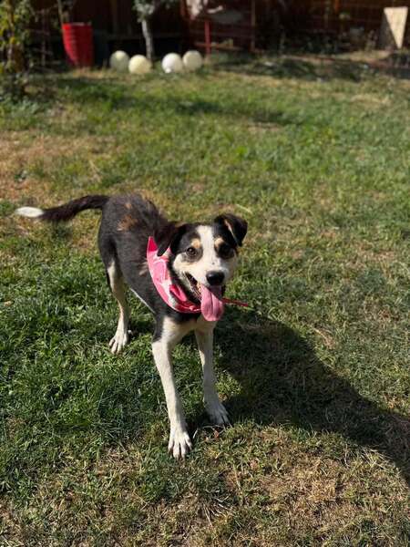 Adopter MANGUO
