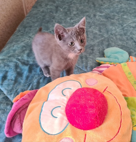 Adopter Marcia