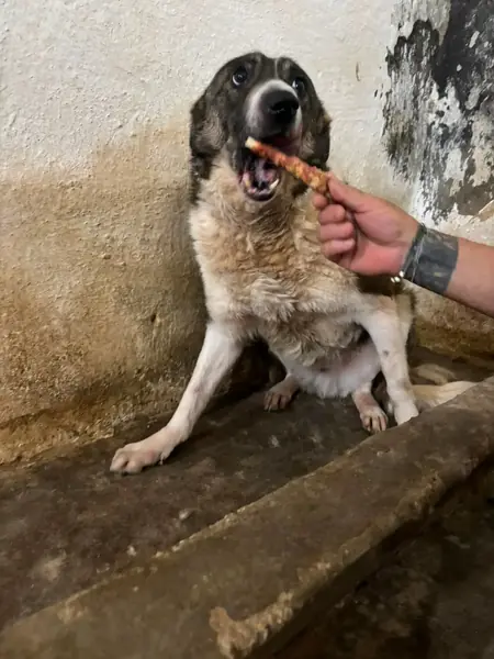Adopter Rocky