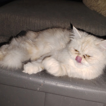 Adopter Lili