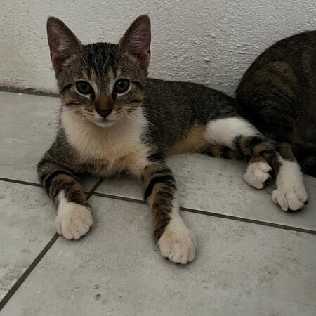 Adopter BOROMIR
