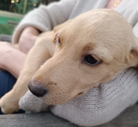 Adopter Bouba
