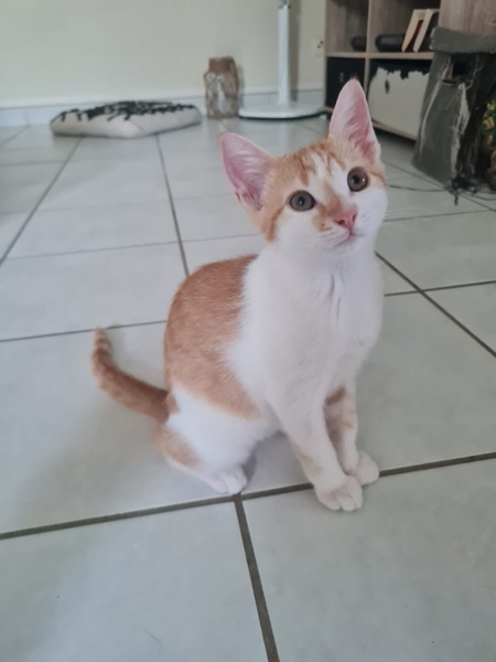 Adopter Noisette