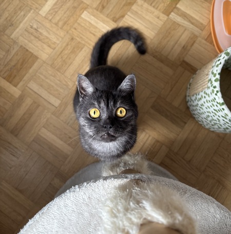 Adopter EULALIE