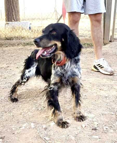Adopter Kora 