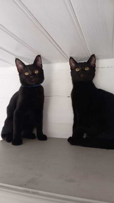 Adopter Nougatine