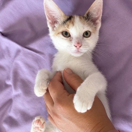 Adopter Isis