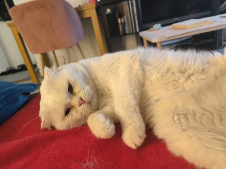 Adopter Nestor