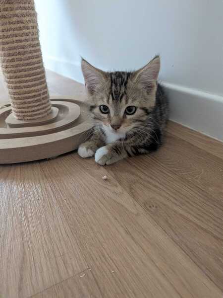 Adopter Bubsy