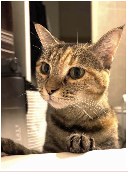 Adopter Peppie