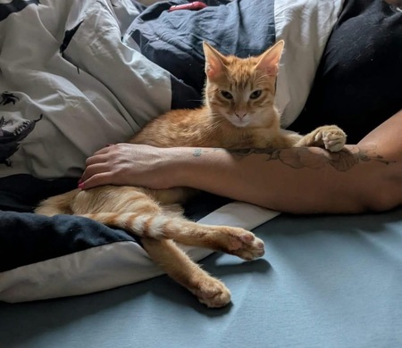 Adopter Tchoutchou 