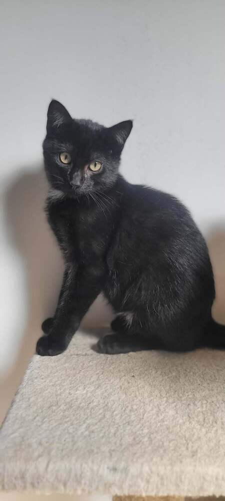 Adopter Boléro