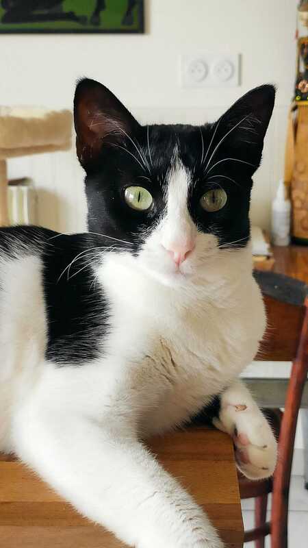 Adopter Minouchka 