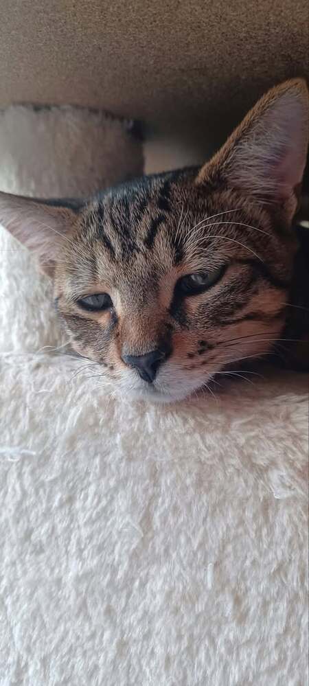Adopter Leo