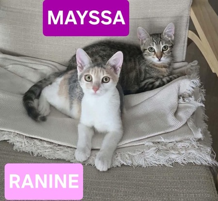 Adopter Ranine et Mayssa