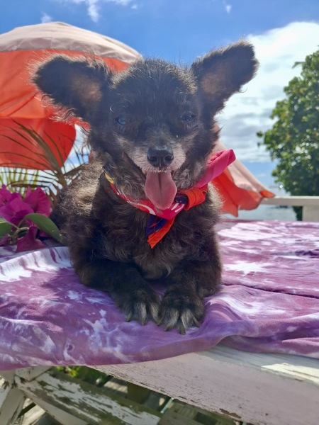 Adopter PONIOU