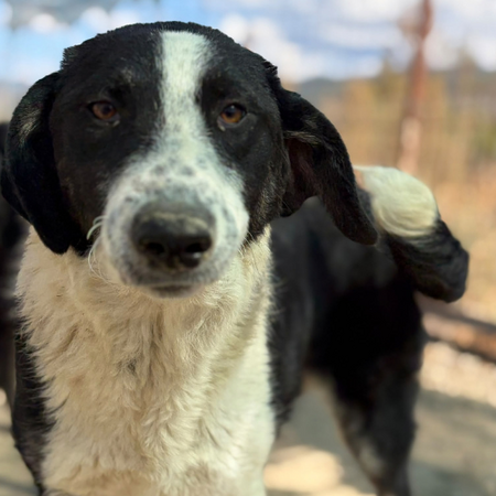 Adopter Olympia
