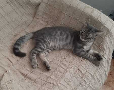 Adopter Olive