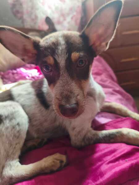 Adopter Milo