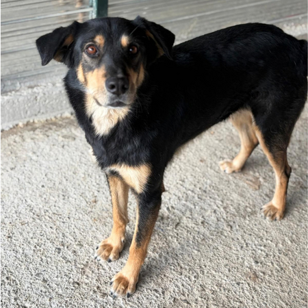 Adopter Inaya