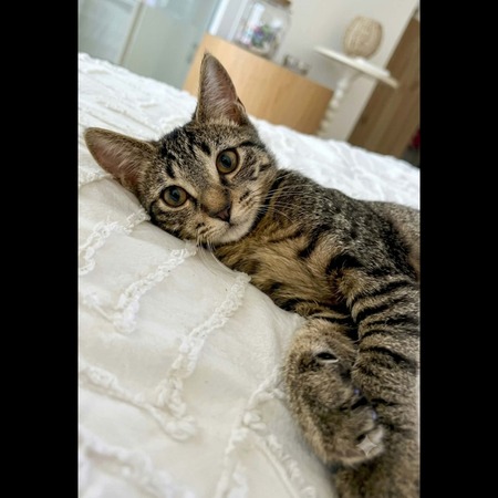 Adopter Blake