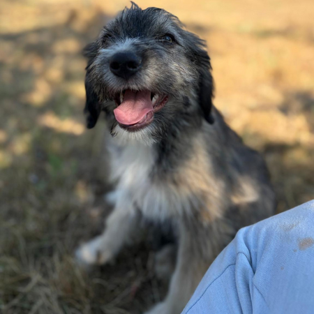 Adopter BOSI