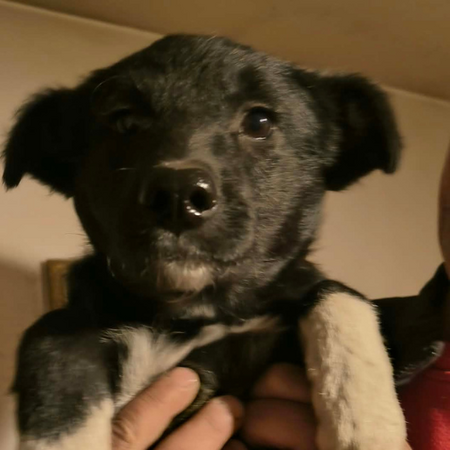 Adopter Nigra