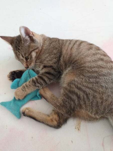Adopter Bleuette