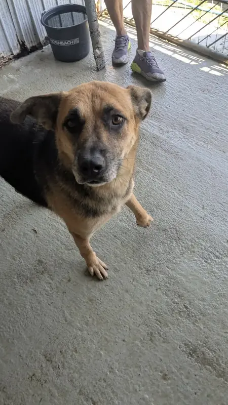 Adopter Paprika