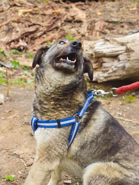 Adopter Marmishka