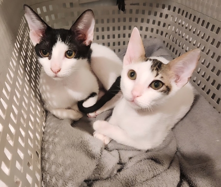 Adopter Elvis et Muxu
