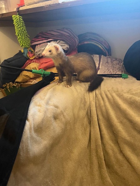 Adopter Tia
