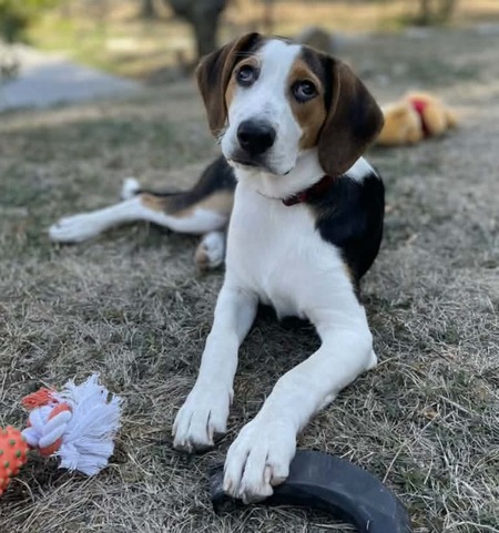 Adopter Zoe