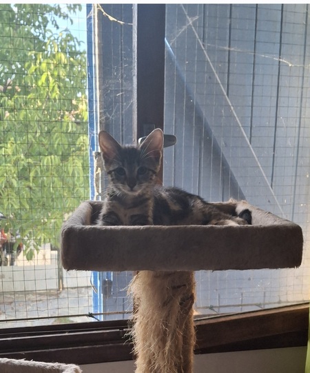 Adopter Batchich 
