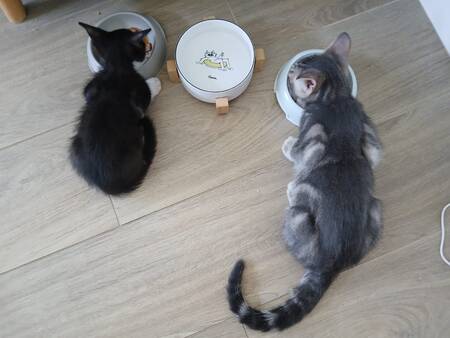 Adopter Bandit