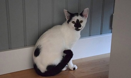Adopter MERRY