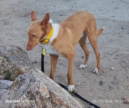 Adopter BERTO