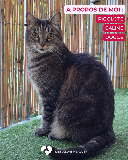 Adopter Choca