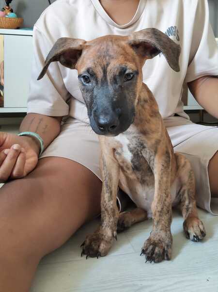 Adopter Junior 