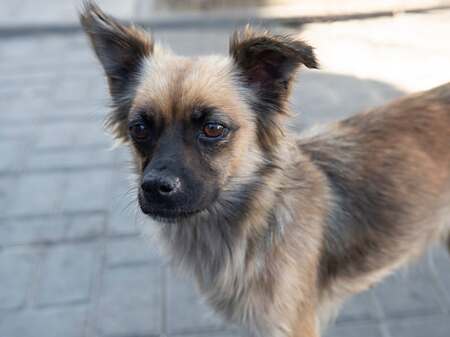 Adopter Sansa