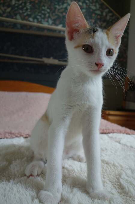 Adopter Ponda