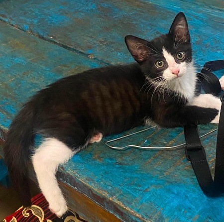 Adopter YONDUA