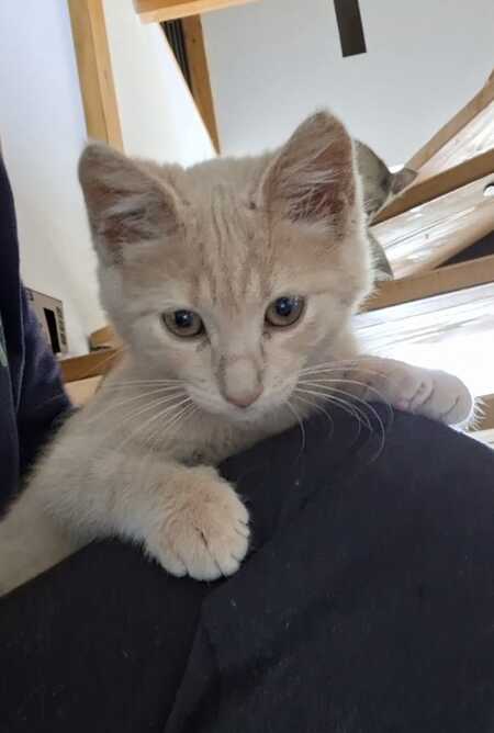 Adopter BILL