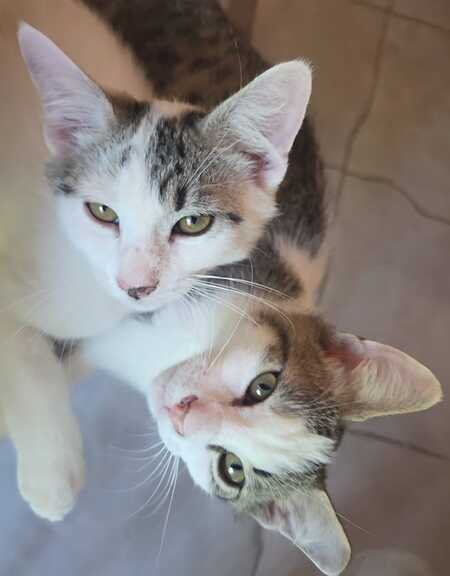 Adopter Bémol