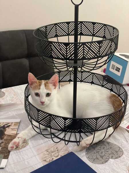 Adopter Bianca